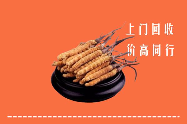 白城回收散虫草